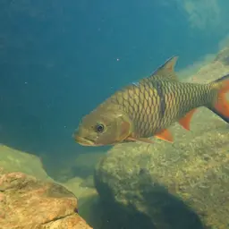 Hampala Barb, photo 12