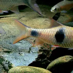 Salween Barb, photo 1