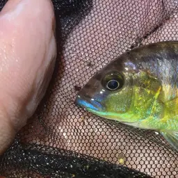 Burton's Cichlid