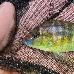 Burton's Cichlid, photo 2