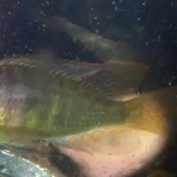 Burton's Cichlid, photo 3
