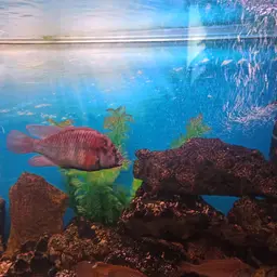 Burton's Cichlid, photo 4