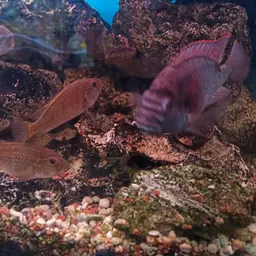 Burton's Cichlid, photo 5