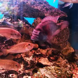 Burton's Cichlid, photo 6