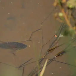 Burton's Cichlid, photo 7