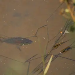 Burton's Cichlid, photo 8