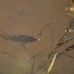 Burton's Cichlid, photo 9