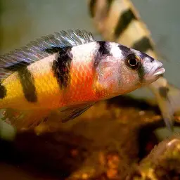 Zebra Obliquidens, photo 1