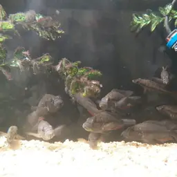 Perrieri Cichlid