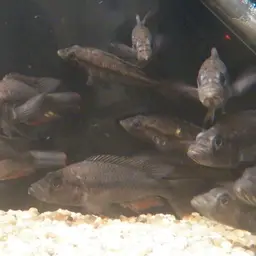Perrieri Cichlid, photo 2