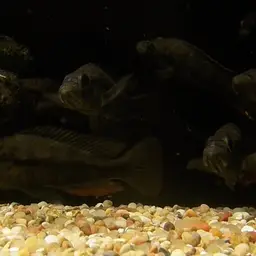 Perrieri Cichlid, photo 3