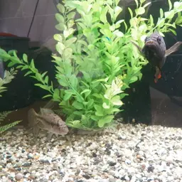 Perrieri Cichlid, photo 4