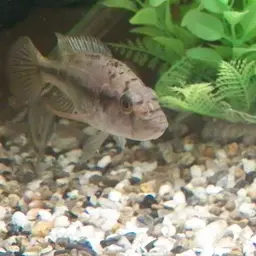 Perrieri Cichlid, photo 5