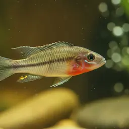 Haplochromis polli