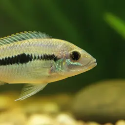 Haplochromis yellow black line
