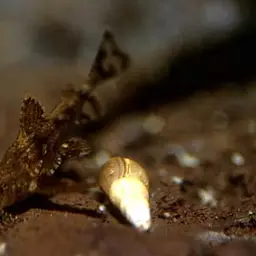 Moth Catfish, photo 2