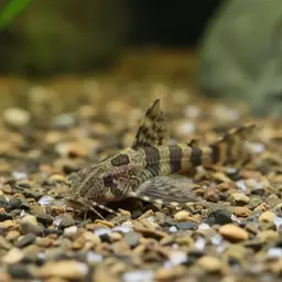Moth Catfish, photo 1