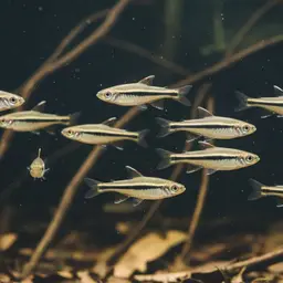 Harrison's Pencilfish, photo 1