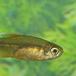 Silver-tipped Tetra, photo 1