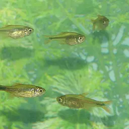 Silver-tipped Tetra, photo 2