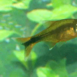 Silver-tipped Tetra, photo 3