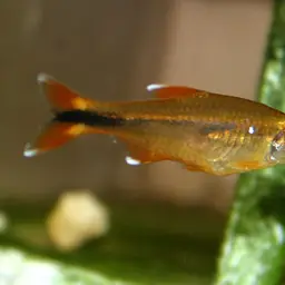 Silver-tipped Tetra, photo 4
