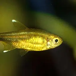 Silver-tipped Tetra, photo 5