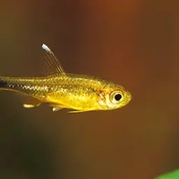 Silver-tipped Tetra, photo 6