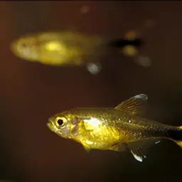 Silver-tipped Tetra, photo 7