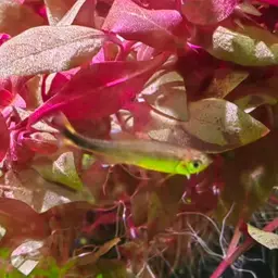 Silver-tipped Tetra, photo 8