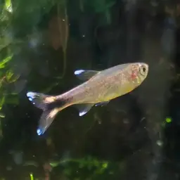 Silver-tipped Tetra, photo 9
