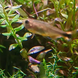 Silver-tipped Tetra, photo 10