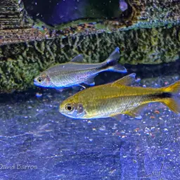Silver-tipped Tetra, photo 11