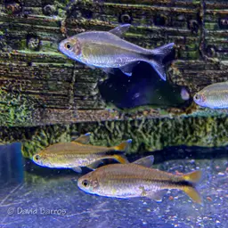 Silver-tipped Tetra, photo 12