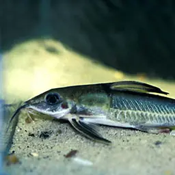 Thorn Catfish, photo 1