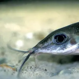 Thorn Catfish, photo 2