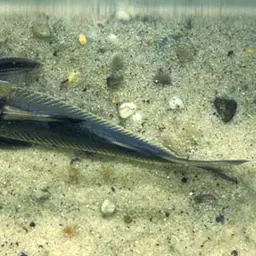 Thorn Catfish, photo 3