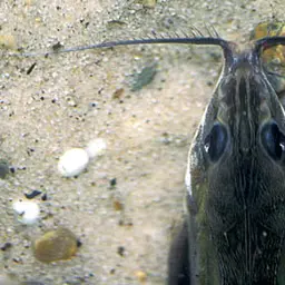 Thorn Catfish, photo 4
