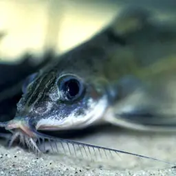Thorn Catfish, photo 5