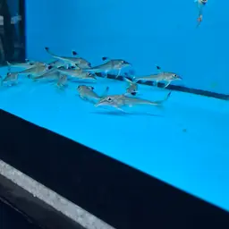 Thorn Catfish, photo 6