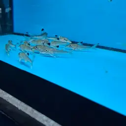 Thorn Catfish, photo 7