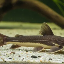 Thorn Catfish, photo 8