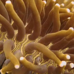 Plate Coral, photo 2