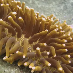 Plate Coral, photo 1