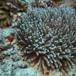 Plate Coral, photo 3