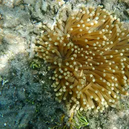 Plate Coral, photo 4