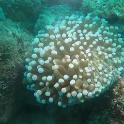 Plate Coral, photo 5