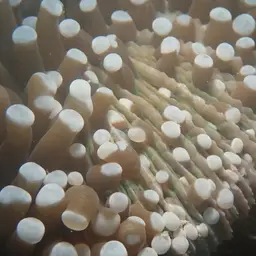 Plate Coral, photo 6