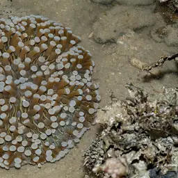 Plate Coral, photo 7