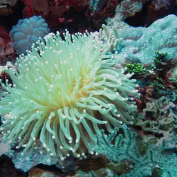 Plate Coral, photo 8